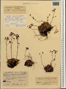 Saxifraga paniculata subsp. cartilaginea (Willd.) D. A. Webb, Caucasus, North Ossetia, Ingushetia & Chechnya (K1c) (Russia)