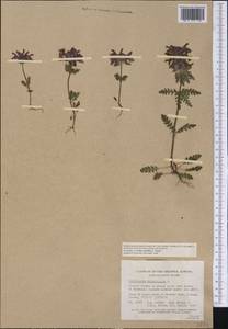 Pedicularis verticillata, America (AMER) (Canada)