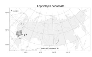 Lophiolepis decussata (Janka) Del Guacchio, Bures, Iamonico & P. Caputo, Atlas of the Russian Flora (FLORUS) (Russia)