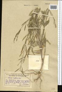 Eruca vesicaria subsp. sativa (Mill.) Thell., Middle Asia, Western Tian Shan & Karatau (M3) (Kazakhstan)