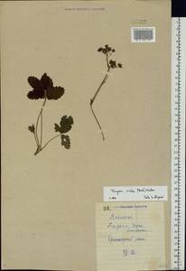Fragaria viridis Duchesne, Eastern Europe, North Ukrainian region (E11) (Ukraine)