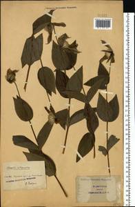 Clematis integrifolia L., Eastern Europe, South Ukrainian region (E12) (Ukraine)