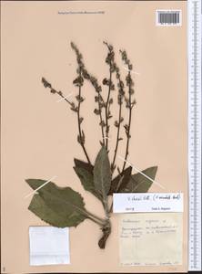 Verbascum chaixii Vill., Eastern Europe, Lower Volga region (E9) (Russia)
