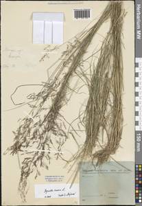 Agrostis canina L., Eastern Europe, North-Western region (E2) (Russia)