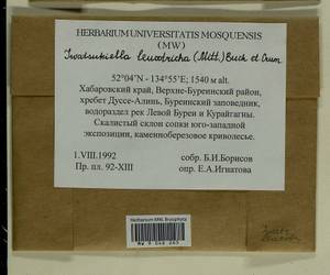Iwatsukiella leucotricha (Mitt.) W.R. Buck & H.A. Crum, Bryophytes, Bryophytes - Russian Far East (excl. Chukotka & Kamchatka) (B20) (Russia)