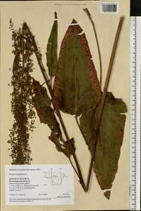 Rumex aquaticus L., Eastern Europe, Central region (E4) (Russia)