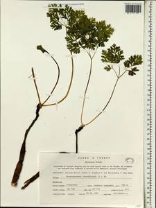 Physospermum cornubiense (L.) DC., South Asia, South Asia (Asia outside ex-Soviet states and Mongolia) (ASIA) (Turkey)