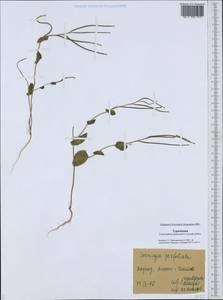 Plagioloba clavata (Boiss.) Khosravi & Eslami-Farouji, Middle Asia, Karakum (M6) (Turkmenistan)