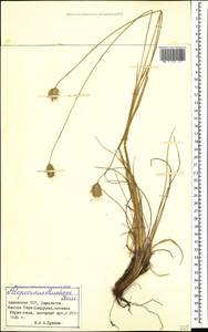 Alopecurus aucheri Boiss., Caucasus, Armenia (K5) (Armenia)