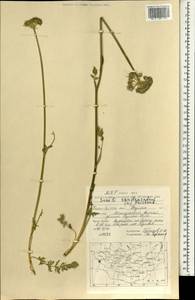 Seseli condensatum (L.) Rchb. fil., Mongolia (MONG) (Mongolia)