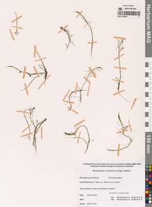 Myriophyllum ussuriense (Regel) Maxim., Siberia, Chukotka & Kamchatka (S7) (Russia)