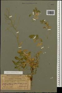 Arabis caucasica Willd., Caucasus, Azerbaijan (K6) (Azerbaijan)