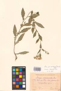 Rorippa austriaca (Crantz) Besser, Eastern Europe, Moscow region (E4a) (Russia)