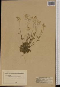 Arabidopsis arenosa (L.) Lawalrée, Western Europe (EUR) (Germany)