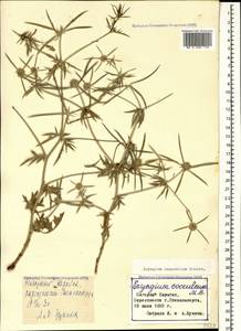 Eryngium caucasicum Trautv., Caucasus, Azerbaijan (K6) (Azerbaijan)