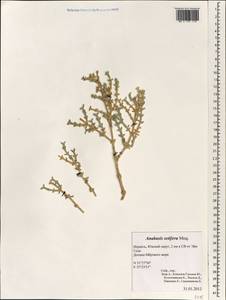 Anabasis setifera Moq., South Asia, South Asia (Asia outside ex-Soviet states and Mongolia) (ASIA) (Israel)