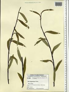 Salix boganidensis Trautv., Siberia, Central Siberia (S3) (Russia)