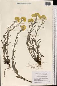Helichrysum arenarium (L.) Moench, Eastern Europe, Western region (E3) (Russia)