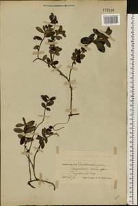 Vaccinium vitis-idaea L., Eastern Europe, Belarus (E3a) (Belarus)