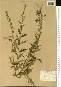 Artemisia stolonifera (Maxim.) Kom., Siberia, Baikal & Transbaikal region (S4) (Russia)