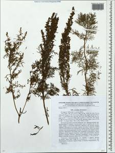 Artemisia abrotanum L., Eastern Europe, South Ukrainian region (E12) (Ukraine)