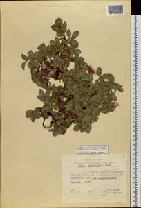 Salix berberifolia subsp. berberifolia, Siberia, Russian Far East (S6) (Russia)