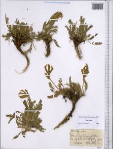 Astragalus, Middle Asia, Northern & Central Tian Shan (M4) (Kyrgyzstan)