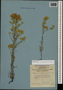 Helichrysum plinthocalyx (K. Koch) Sosn., Caucasus, Azerbaijan (K6) (Azerbaijan)