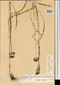 Allium platyspathum subsp. amblyophyllum (Kar. & Kir.) N.Friesen, Mongolia (MONG) (Mongolia)