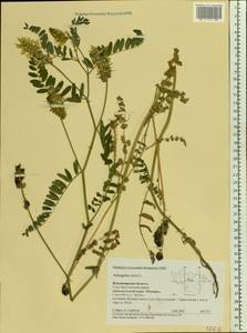 Astragalus cicer L., Eastern Europe, Central region (E4) (Russia)