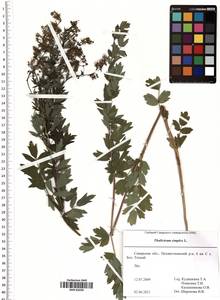 Thalictrum simplex L., Eastern Europe, Middle Volga region (E8) (Russia)