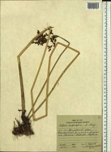 Schoenoplectus lacustris subsp. hippolyti (V.I.Krecz.) Kukkonen, Siberia, Russian Far East (S6) (Russia)