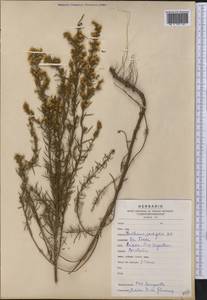 Baccharis coridifolia DC., America (AMER) (Argentina)