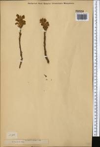Phelipanche caesia (Rchb.) Soják, Middle Asia, Dzungarian Alatau & Tarbagatai (M5) (Kazakhstan)
