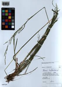 Glyceria notata Chevall., Siberia, Altai & Sayany Mountains (S2) (Russia)