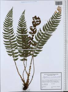 Polystichum aculeatum (L.) Roth, South Asia, South Asia (Asia outside ex-Soviet states and Mongolia) (ASIA) (Iran)