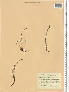 Eutrema edwardsii R. Br., Eastern Europe, Northern region (E1) (Russia)