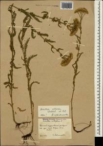Achillea setacea Waldst. & Kit., Crimea (KRYM) (Russia)