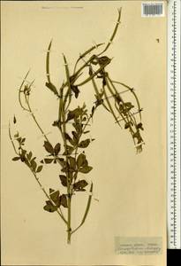 Brassicaceae, Africa (AFR) (Guinea)