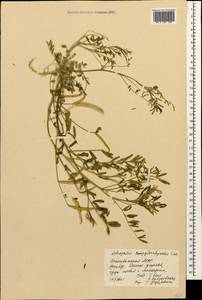 Astragalus campylorhynchus Fischer & C. A. Meyer, Caucasus, Azerbaijan (K6) (Azerbaijan)