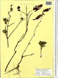 Hypericum androsaemum L., Caucasus, Azerbaijan (K6) (Azerbaijan)
