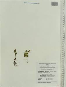 Botrychium lunaria (L.) Sw., Eastern Europe, Northern region (E1) (Russia)