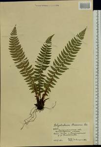 Polystichum braunii (Spenn.) Fée, Eastern Europe, West Ukrainian region (E13) (Ukraine)