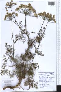 Astrodaucus littoralis (M. Bieb.) Drude, Caucasus, Black Sea Shore (from Novorossiysk to Adler) (K3) (Russia)