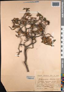Rhododendron adamsii Rehder, Siberia, Baikal & Transbaikal region (S4) (Russia)