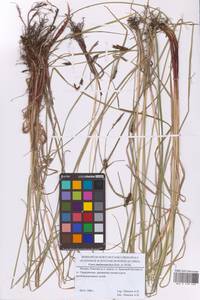 Carex melanostachya M.Bieb. ex Willd., Eastern Europe, Moscow region (E4a) (Russia)