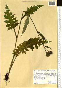 Saussurea recurvata (Maxim.) Lipsch., Siberia, Russian Far East (S6) (Russia)