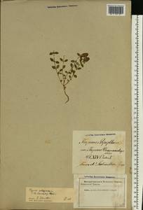 Thymus pulegioides L., Eastern Europe, Latvia (E2b) (Latvia)