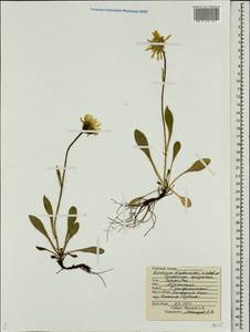 Hieracium diaphanoides Lindeb., Eastern Europe, Northern region (E1) (Russia)