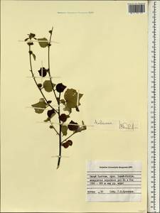 Malvaceae, South Asia, South Asia (Asia outside ex-Soviet states and Mongolia) (ASIA) (Vietnam)